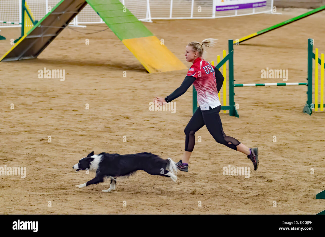 Hund und femals Handler schnell zwischen Hindernissen an Agility Hund Verband der Australien National Grand Prix laufen. In Tamworth, Australien. Stockfoto