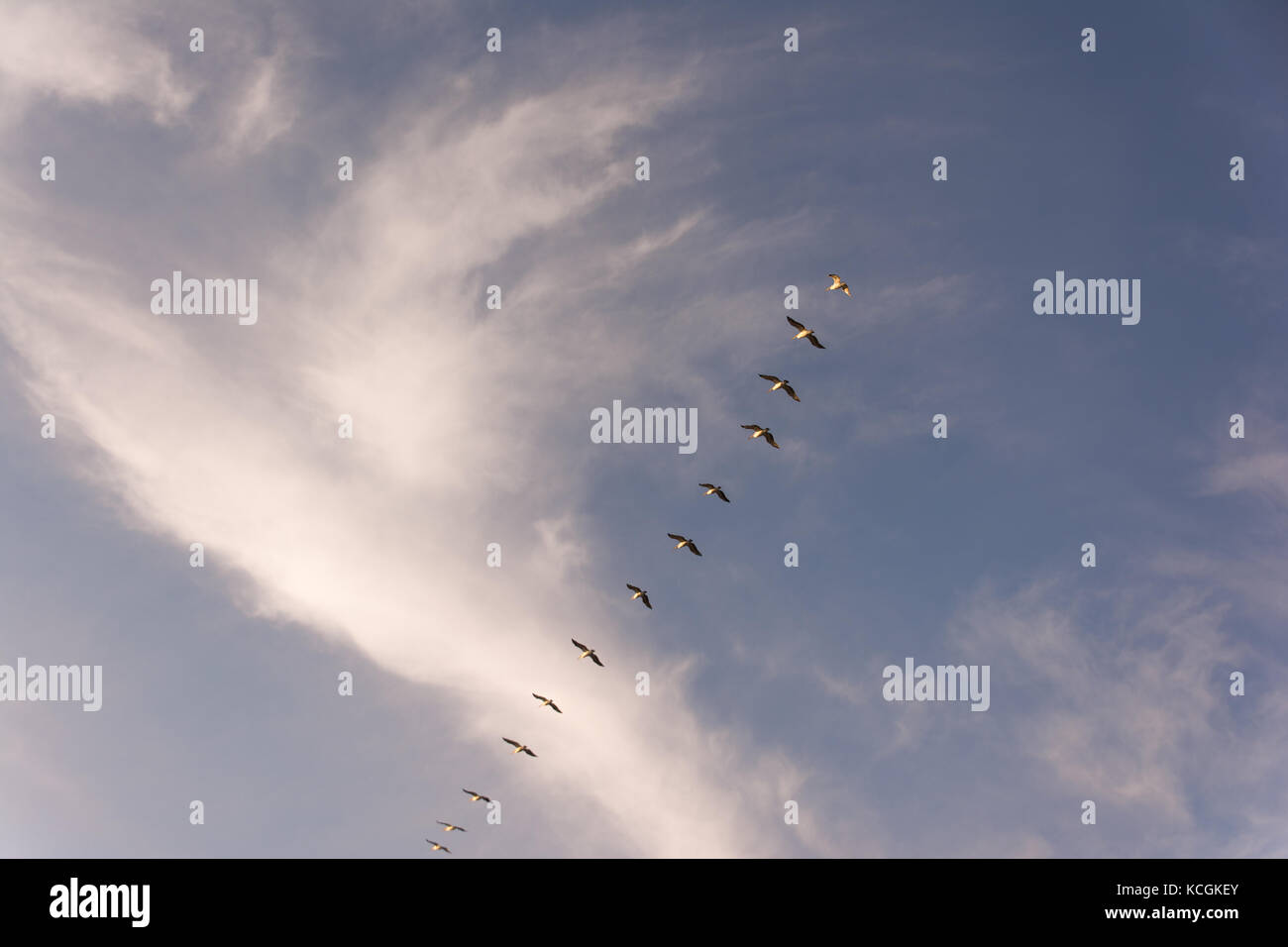 Große Scharen von Vögeln, die in V-Formation fliegen wie die migrieren. Hintergrund der strahlend blauen Himmel Stockfoto