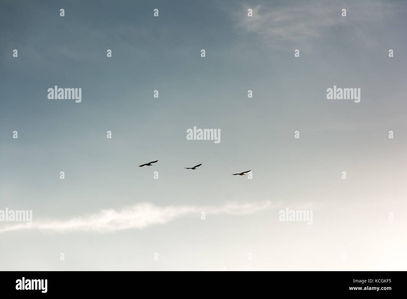 Große Scharen von Vögeln, die in V-Formation fliegen wie die migrieren. Hintergrund der strahlend blauen Himmel Stockfoto