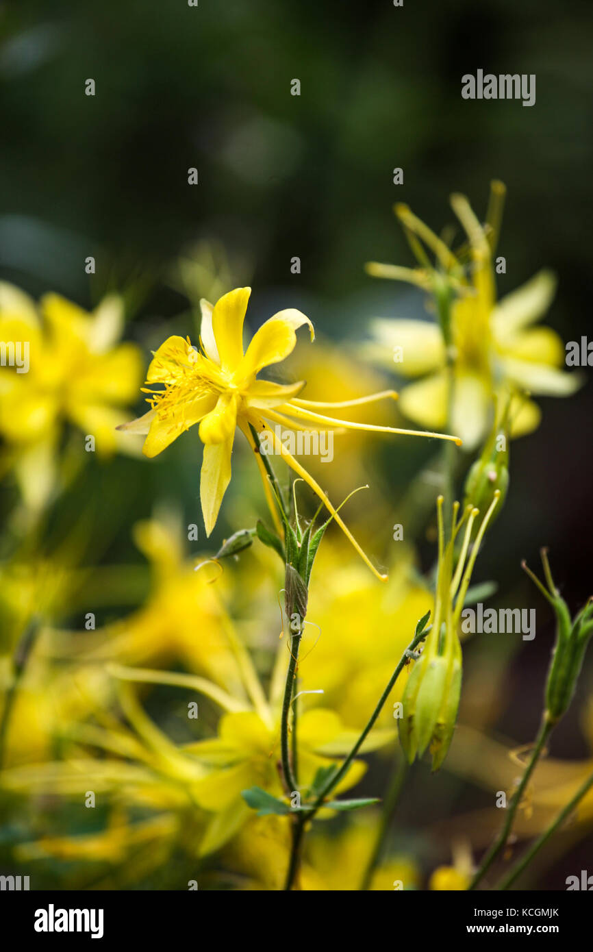 Anzeige in der Nähe des Golden Akelei (aquilegia Chrysantha) Stockfoto