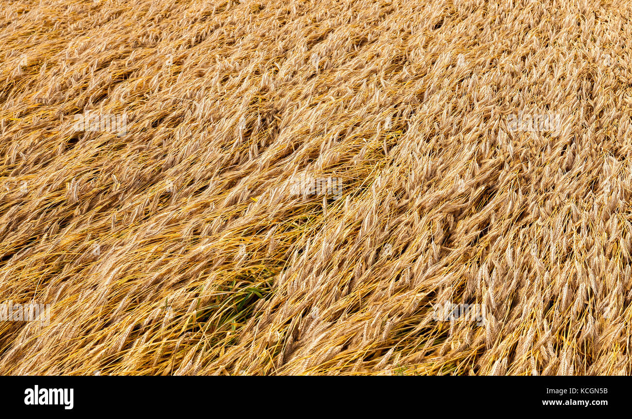 Die Ähren sind an den letzten Regen mit Gewitter gebrochen. Zerstörung von Getreide. Saison Sommer, gereifte Ernte Stockfoto