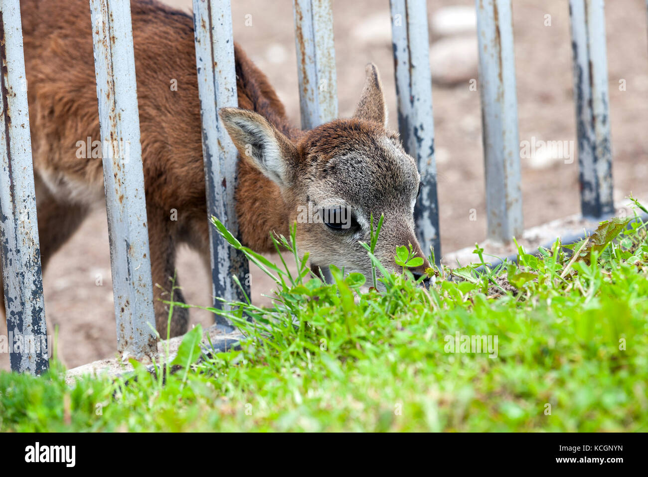 Eine Nahaufnahme eines kleinen Rehe Leben in einem Zoo Stockfoto