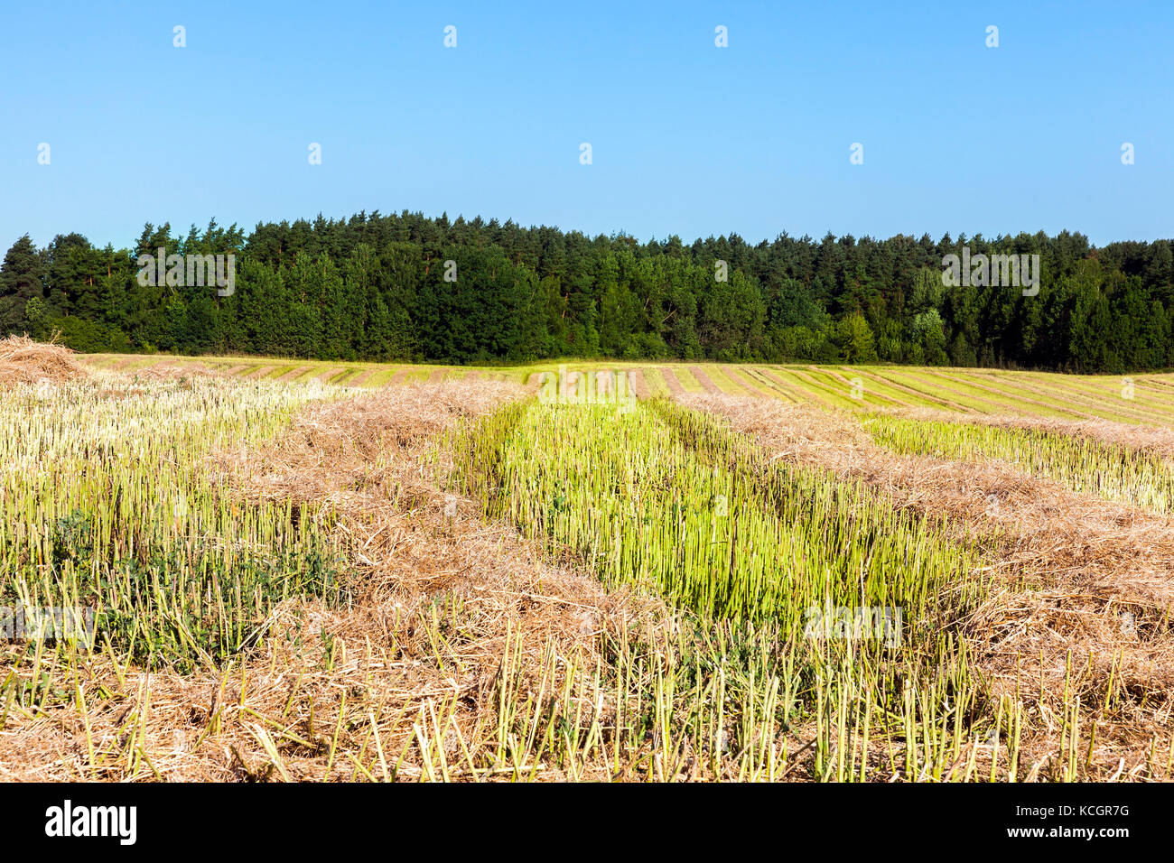 In den Zeilen von Stroh, die nach der Ernte von Raps gedumpten. Foto auf den landwirtschaftlichen Bereich im Sommer nach der Ernte. Landschaft mit blauem Himmel und Stockfoto