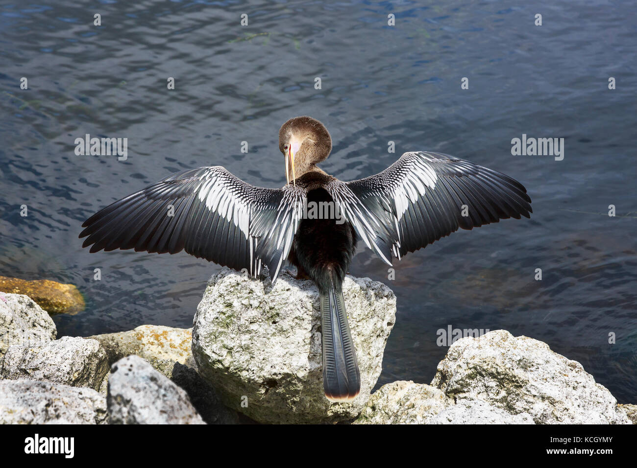 Amerikanische Anhinga sonnen und das Putzen an der Seite eines Sees, Orlando, Florida, USA. Vogel ist durch verschiedene Namen bekannt Stockfoto