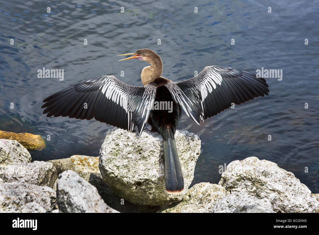 Amerikanische Anhinga sonnen und das Putzen an der Seite eines Sees, Orlando, Florida, USA. Vogel ist durch verschiedene Namen bekannt Stockfoto