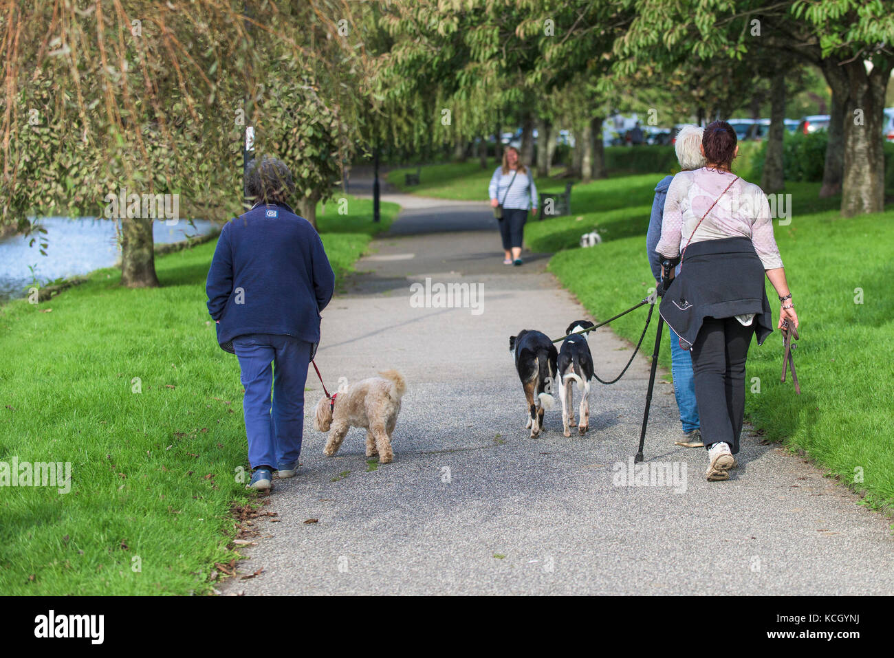 Hundespaziergänger - Menschen, die ihren Hund in einem Park spazieren. Stockfoto