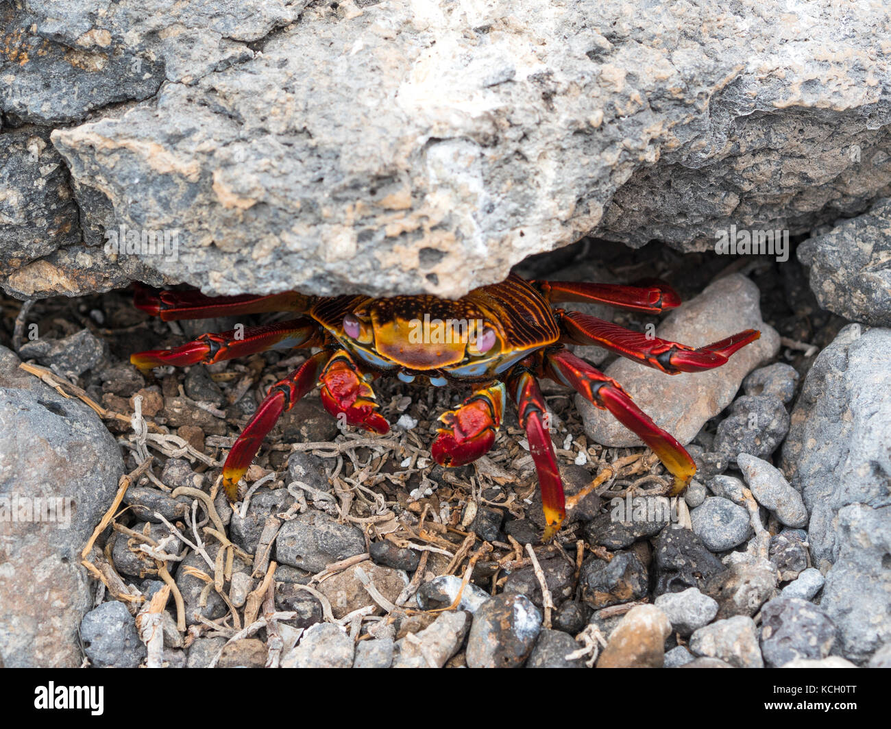 ROTE KRABBEN AUF DER BARTOLOME INSEL - GALAPAGOS, ECUADOR Stockfoto