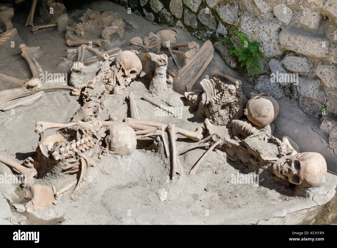 Replica Skelette von Menschen sofort in der AD 79 Ausbruch des Vesuv, Herculaneum (Ercolano) Neapel, Kampanien, Italien getötet Stockfoto