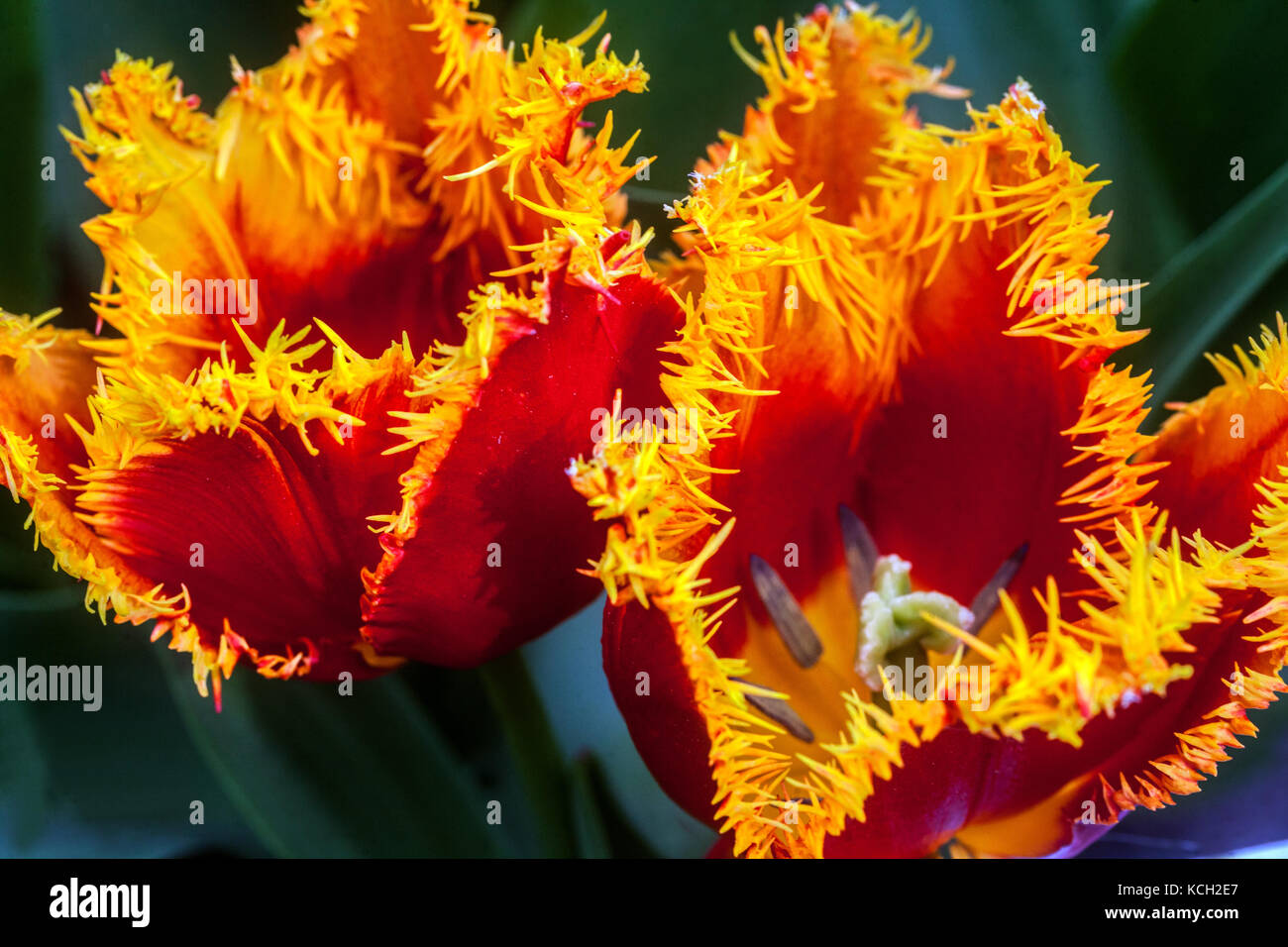 Gesäumter Tulpengarten Tulipa 'Palmares', Gelborange-rote Tulpen Stockfoto