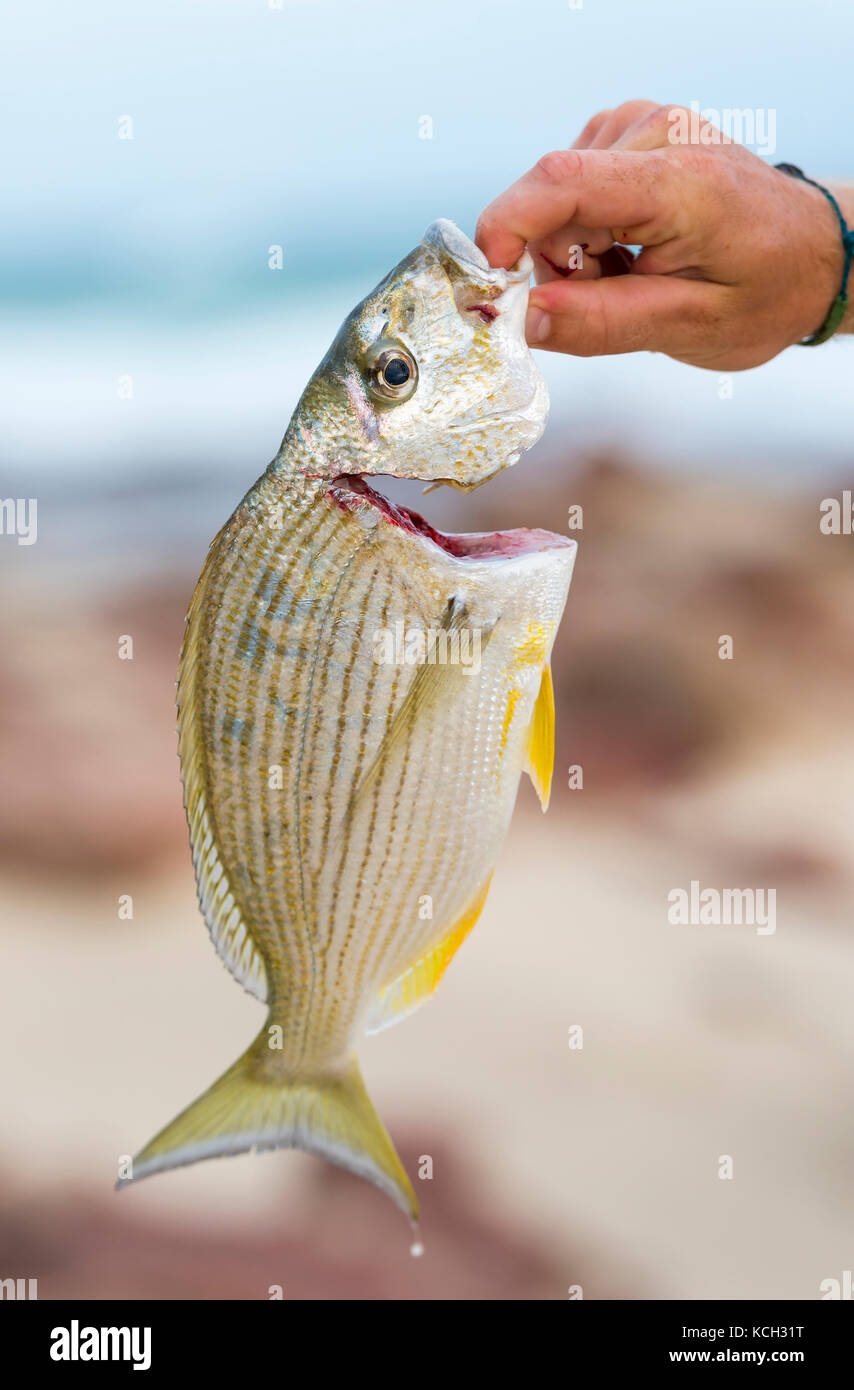 Der Mann hält seinen Fang von frischen Brassen hoch Während des Strandangelns in Australien Stockfoto