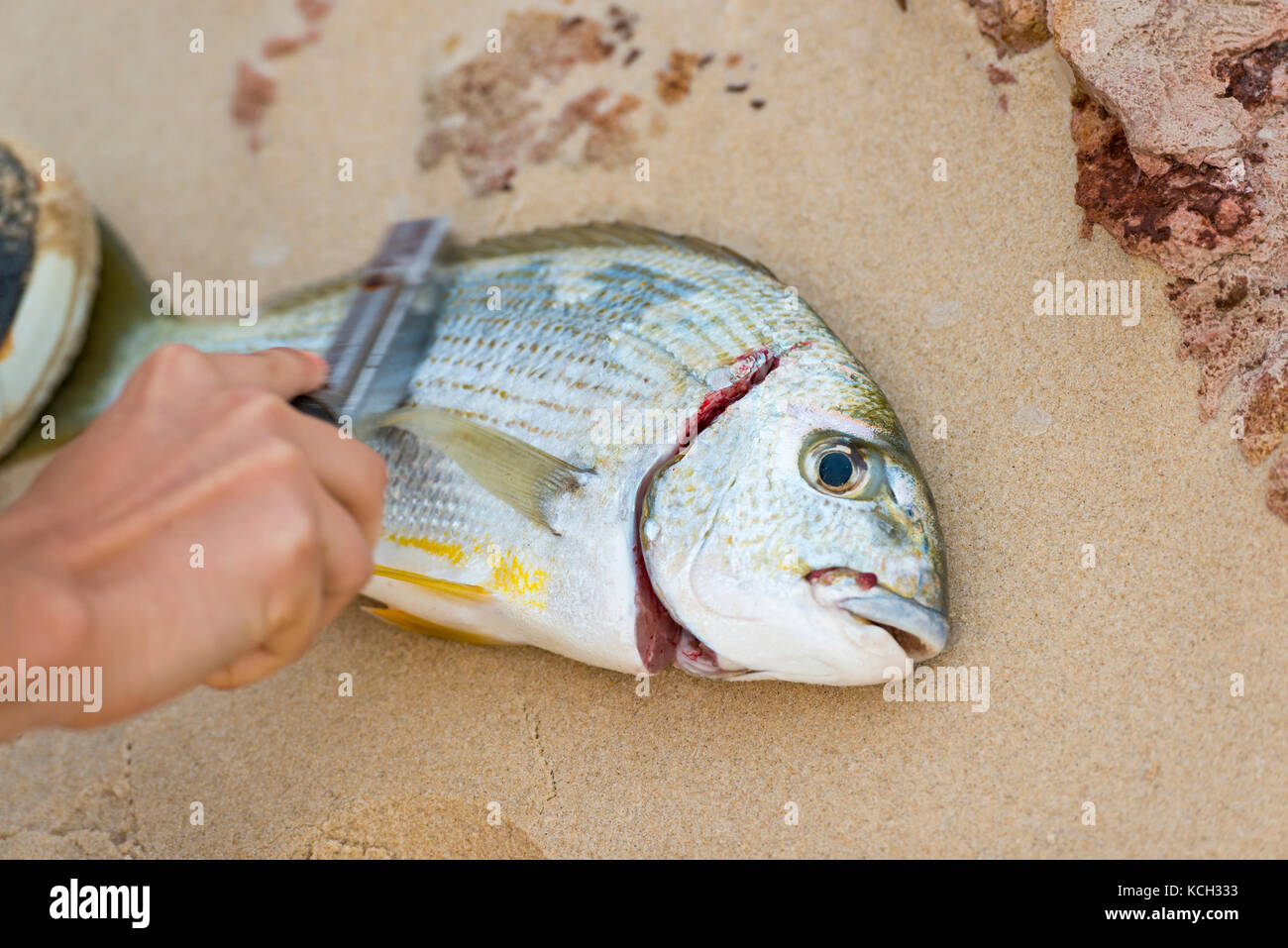 Entkalken und Reinigen von frisch gefangenem Fisch am Strand Stockfoto