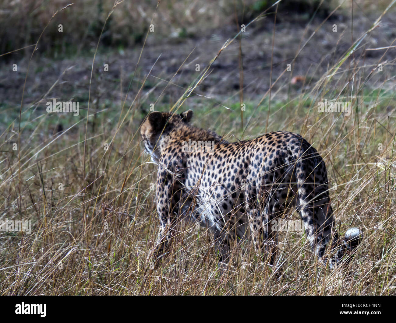 Der Gepard ist das schnellste Land Säugetier. Dieses cheetah offensichtlich schwanger ist, und war auf der Suche nach einem ruhigen, schattigen Platz für einen Vormittag Siesta. Stockfoto