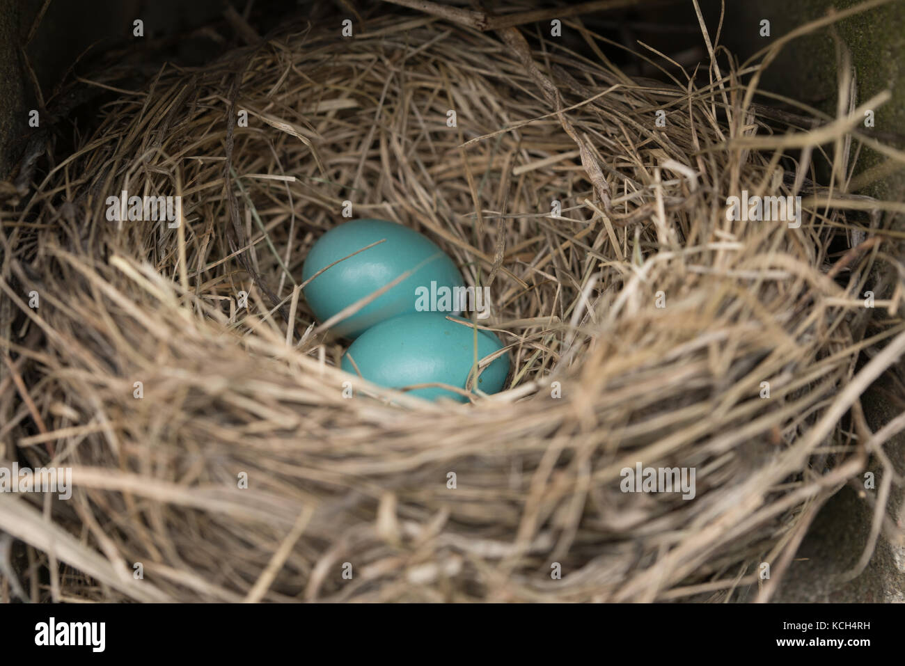 Nahaufnahme der beiden blauen Eier in einem Robin's Nest, auf den Eiern Fokus Stockfoto