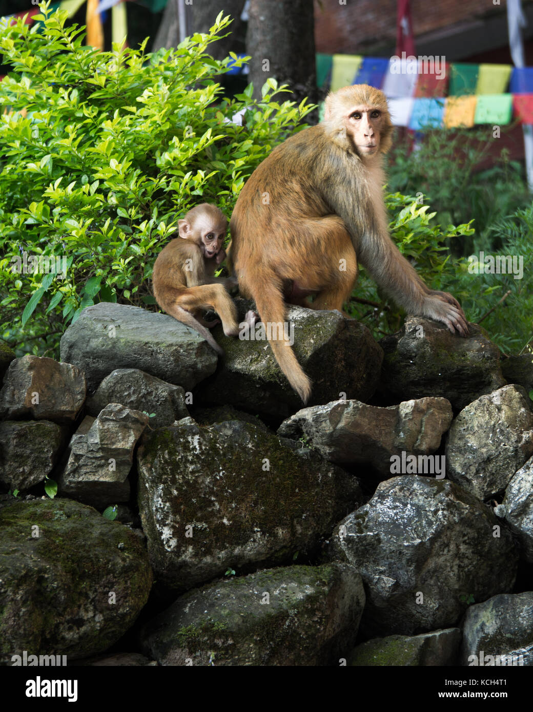 Neu Affenbaby mit ihrer Mutter geboren Stockfoto