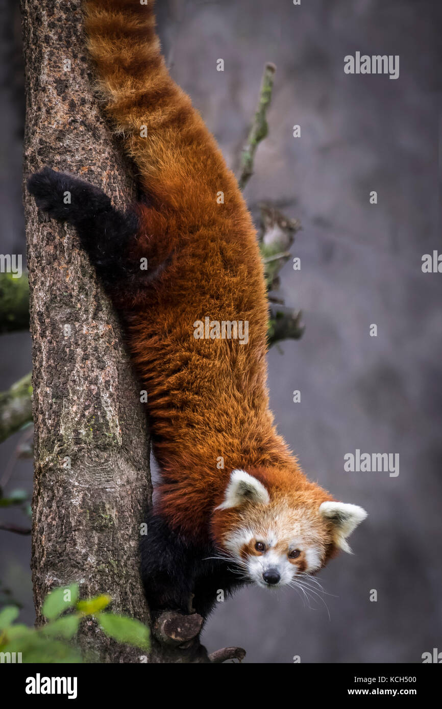 Red Dwarf chinesischen Panda Stockfoto