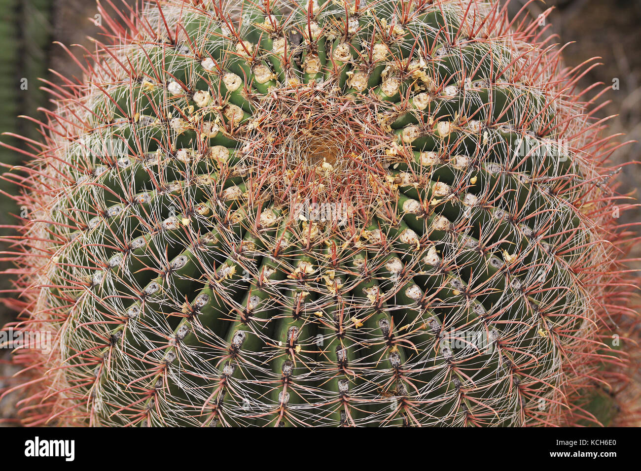Krone eines Angelhaken Barrel Kaktus in Arizona Stockfoto