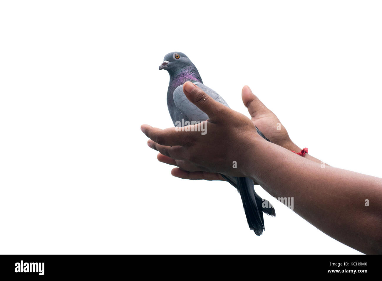 Fliegende Taube mit Händen, die Freiheit, neue Zeichen der Liebe Reinheit Frieden weiß Spiel Rennen auf weißem Hintergrund Hoffnung Stockfoto