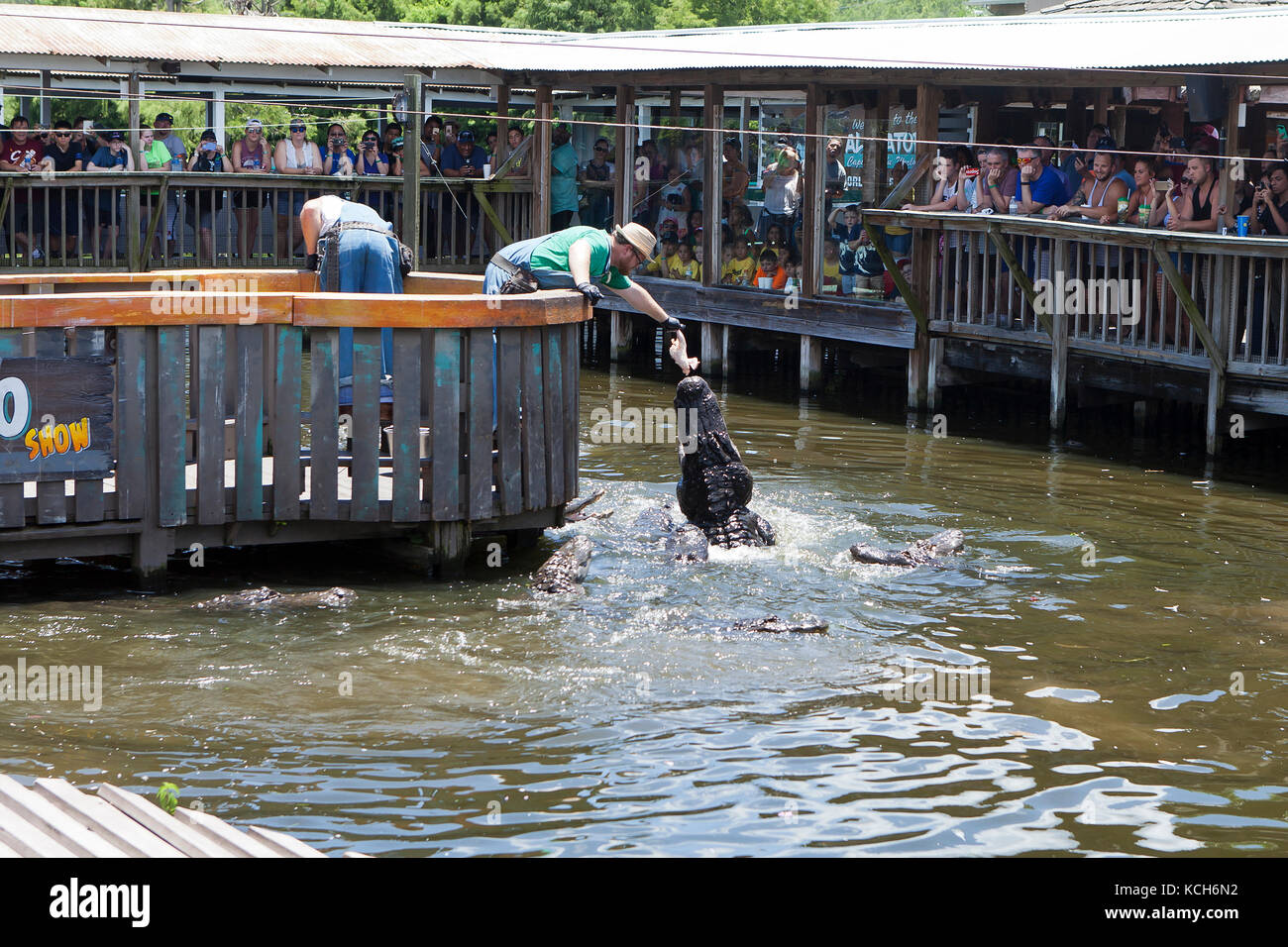 Alligatoren am Gator Jumparoo Show, Gatorland - Orlando, Florida, USA eingezogen werden Stockfoto