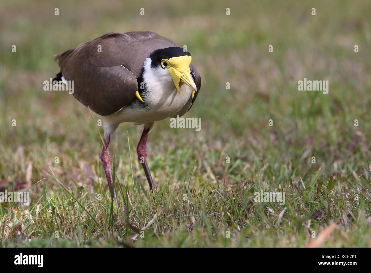 Sporn - winged Kiebitz oder Sporn - winged plover Stockfoto