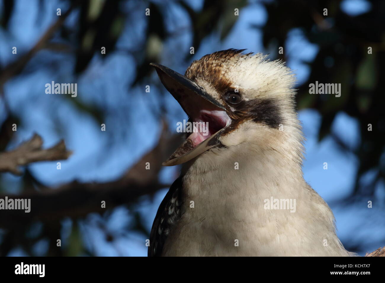 lachende kookaburra Stockfoto