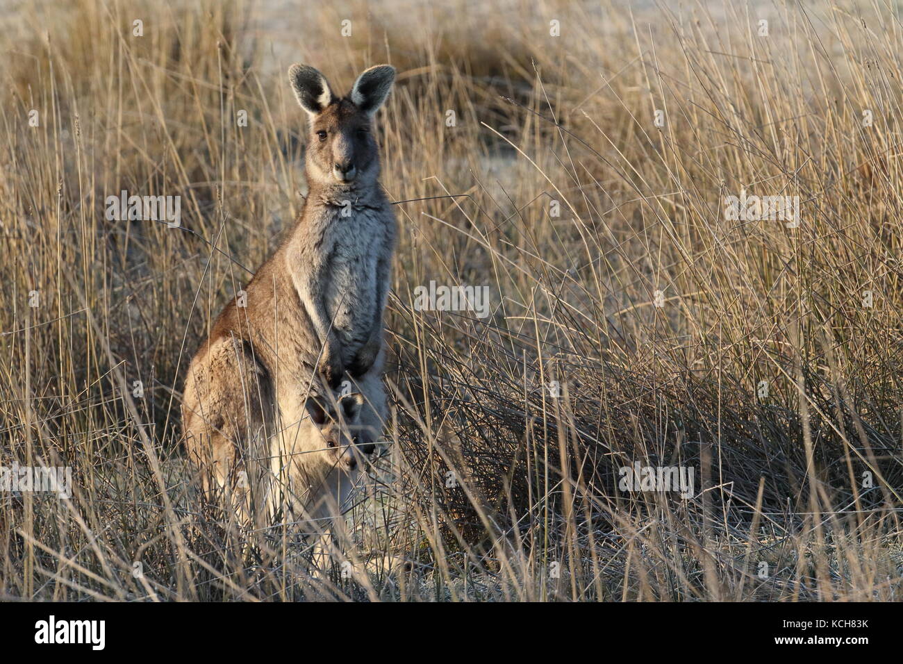 Eastern Grey Kangaroo mit Tasche Joey Stockfoto