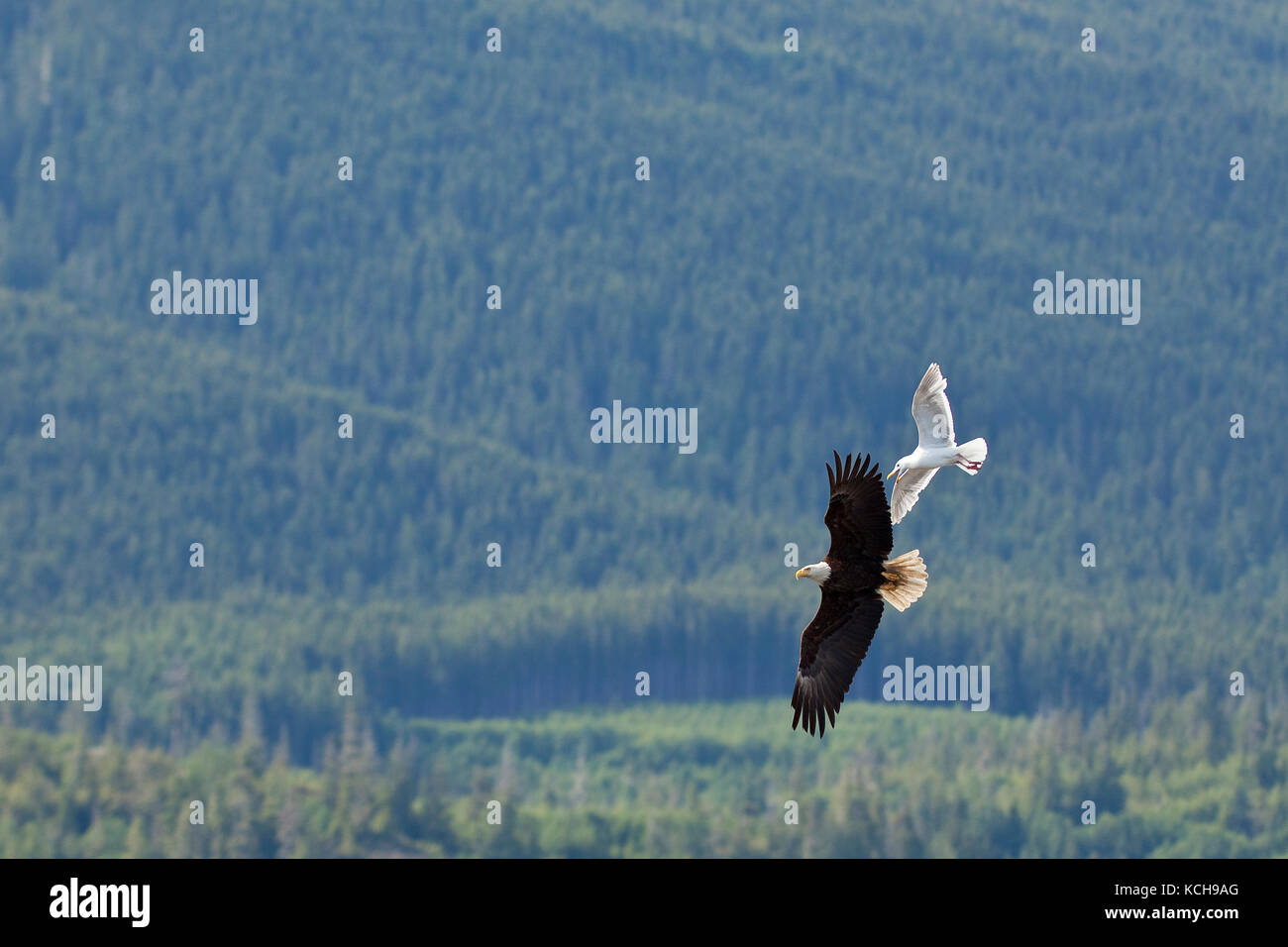 Weißkopfseeadler und Möwe im Flug, Vancouver Island, British Columbia, Kanada Stockfoto