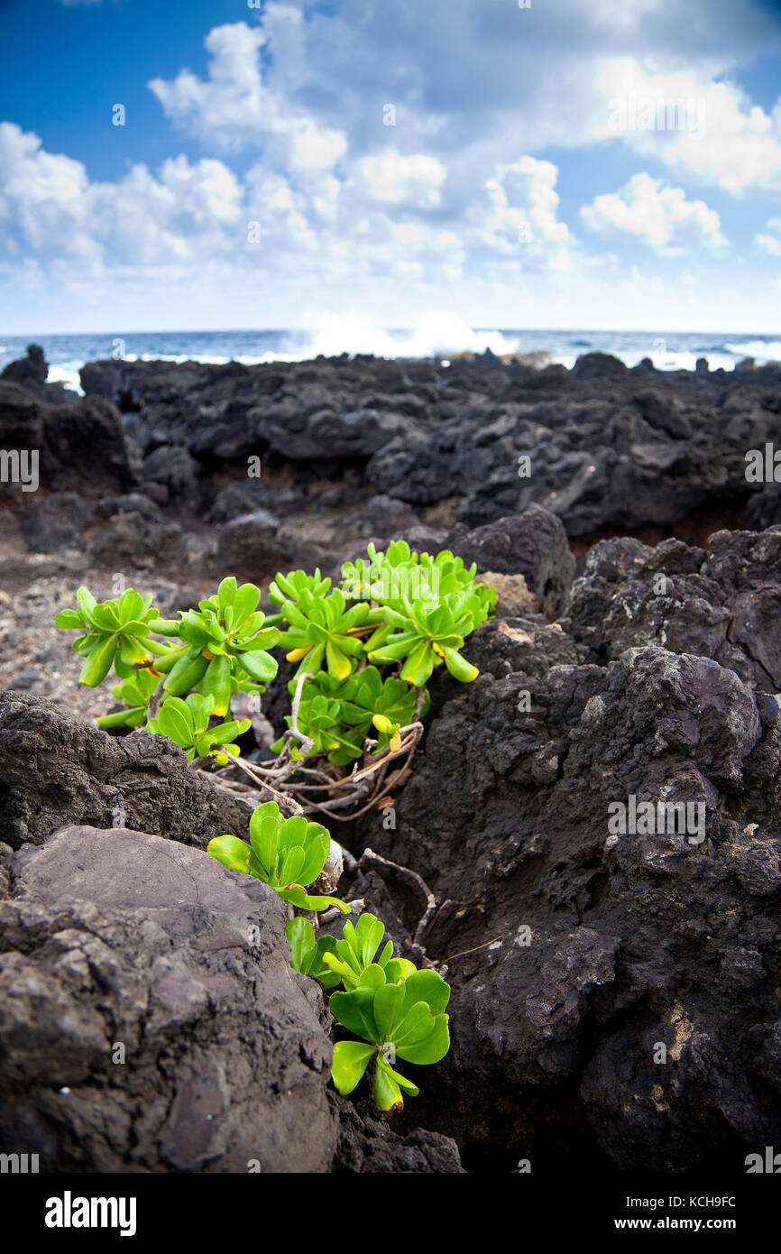 Pflanzen und Lava Rock, Wai'anapanapa State Park, Maui, Hawaii Stockfoto