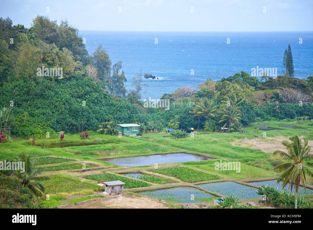 Taro Wurzel-ernten auf Ke'anae Halbinsel, Maui, Hawaii Stockfoto