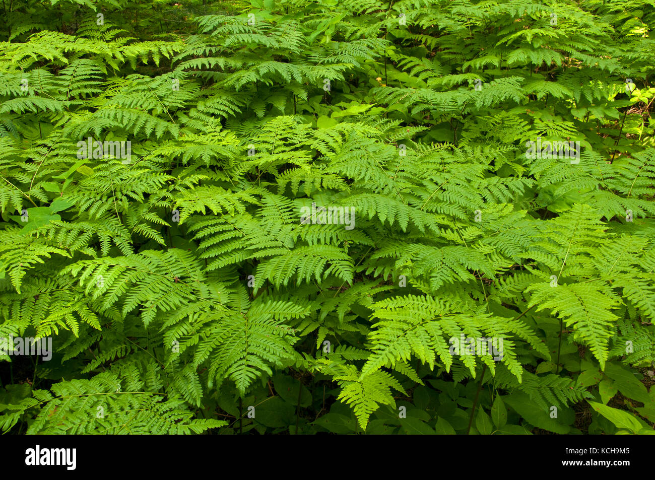 Eine üppige, grüne Abdeckung der Farne Farne im borealen Wald wächst. (Pteridium aquilinum), Ontario, Kanada Stockfoto