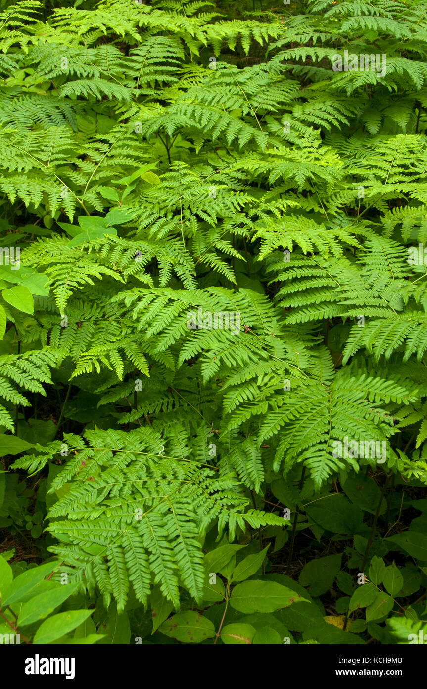 Adlerfarn (Pteridium aquilinum) Farne, Sommer, borealen Wäldern von Ontario, Kanada Stockfoto