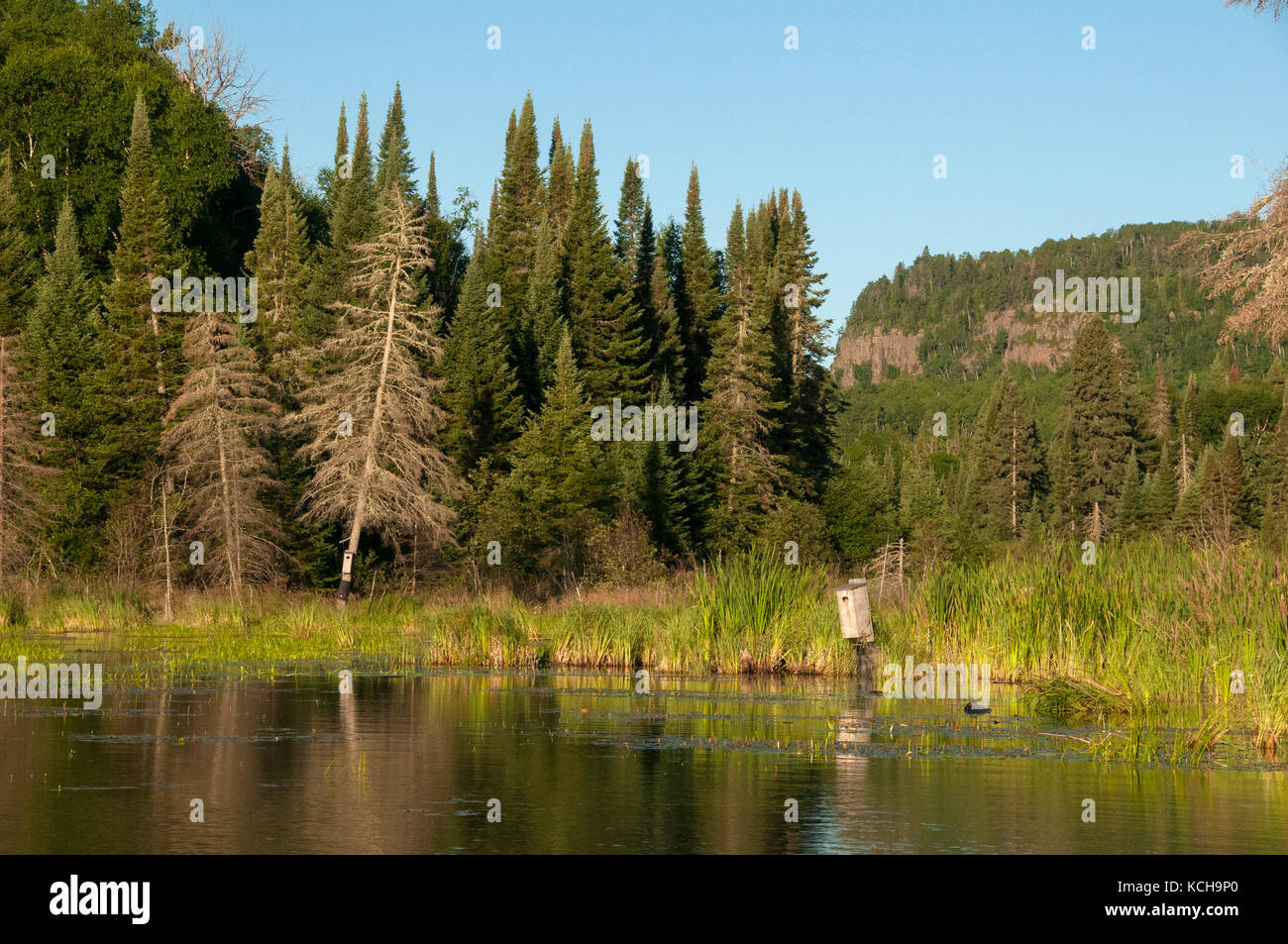 Nistkästen für Holz Enten auf einem Biber Teich im borealen Wald in der Nähe von Lake Superior, Nordamerika. Stockfoto