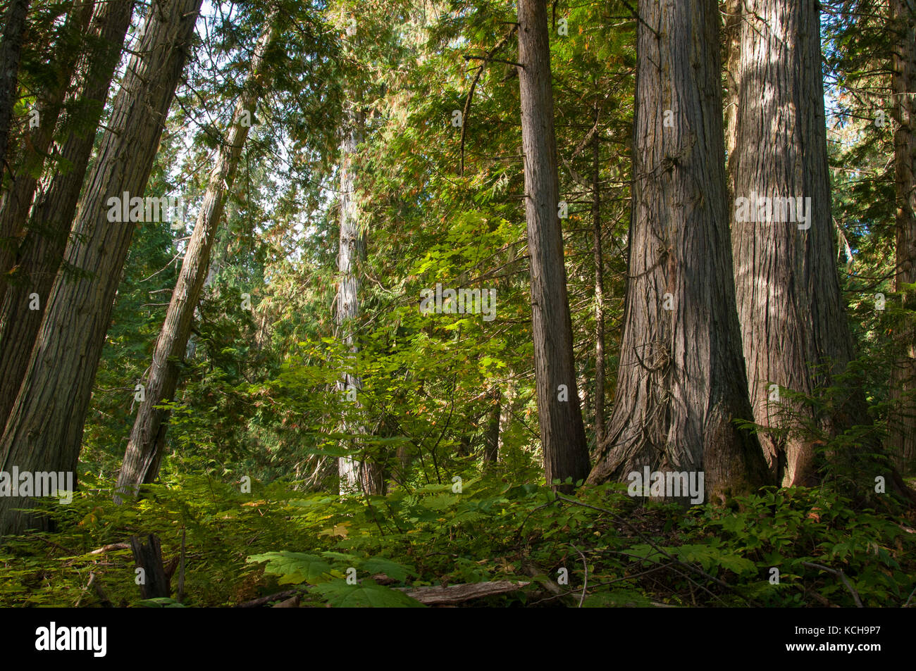 Im Landesinneren Regenwald, Western Red Cedar (Thuja plicata), die alten Forstweg außerhalb von Prince George, BC, Kanada Stockfoto