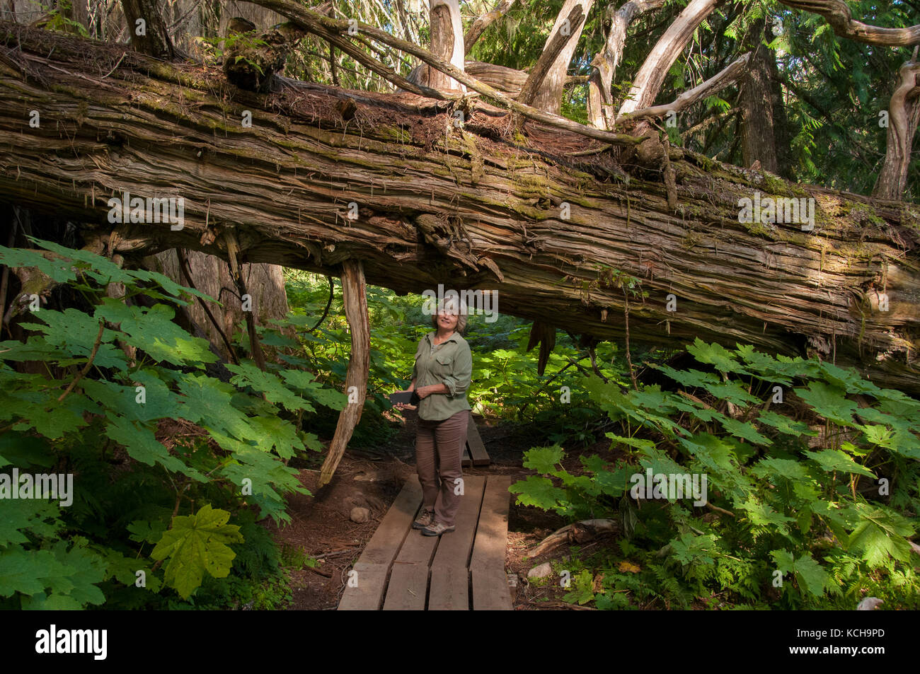 Frau zu Fuß auf den Weg in die alten Forstweg außerhalb von Prince George, BC, Kanada. Im Landesinneren Regenwald, Western Red Cedar (Thuja plicata), alte Wachstum Wald. Zeigt die Skala. Model Released. Stockfoto