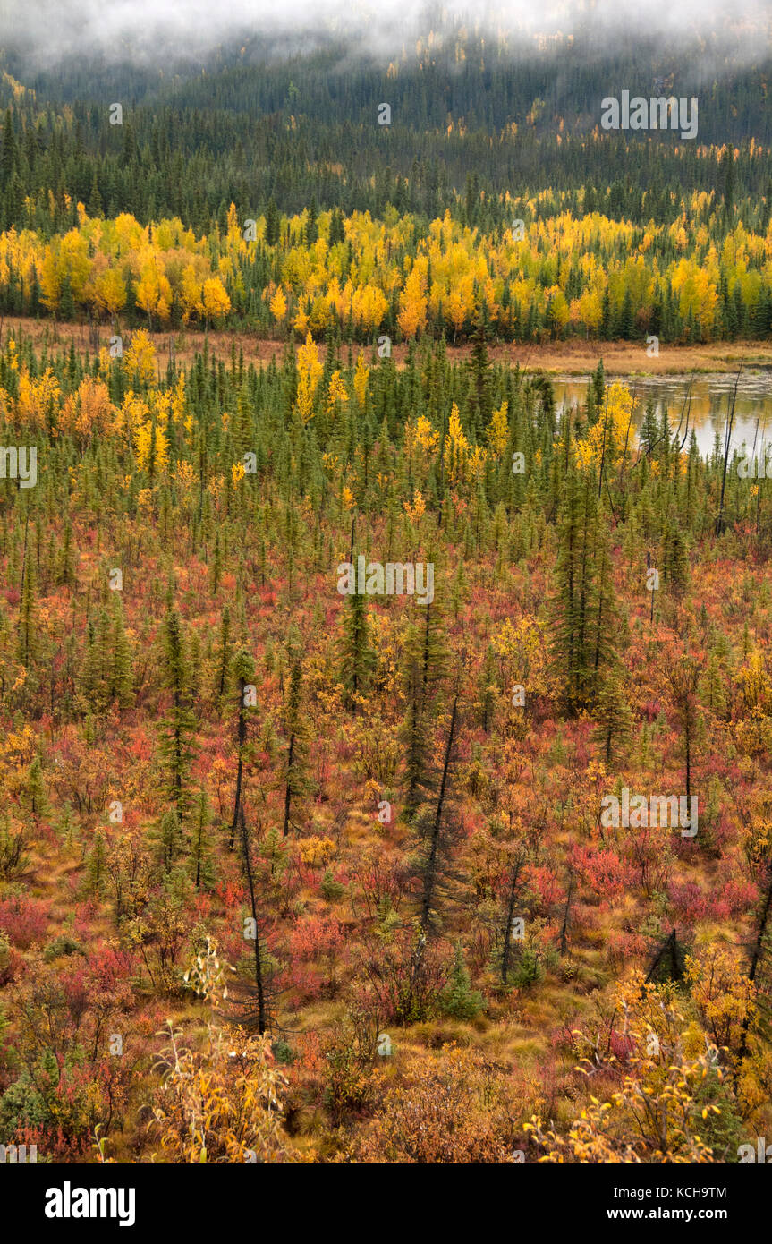 Malerischer herbst Tundra entlang der Autobahn 1 in der Nähe von Tok, Alaska, Nordamerika. Stockfoto