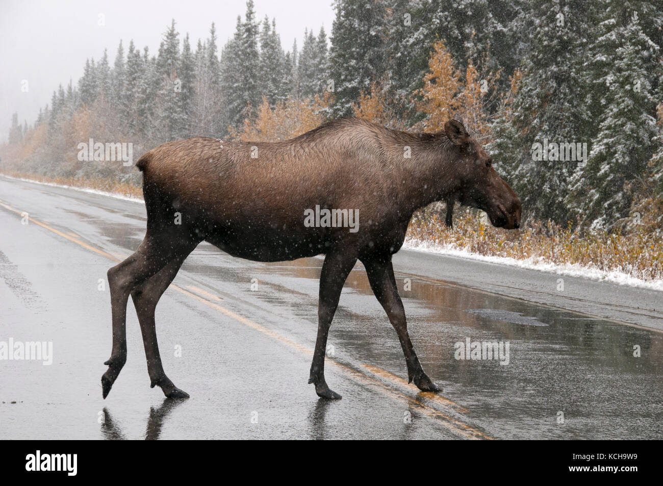 Kuh Elch (Alces alces) Kreuzung nass, eisigen Autobahn in erster Schnee im Winter. Alaska Highway, Alaska. Stockfoto