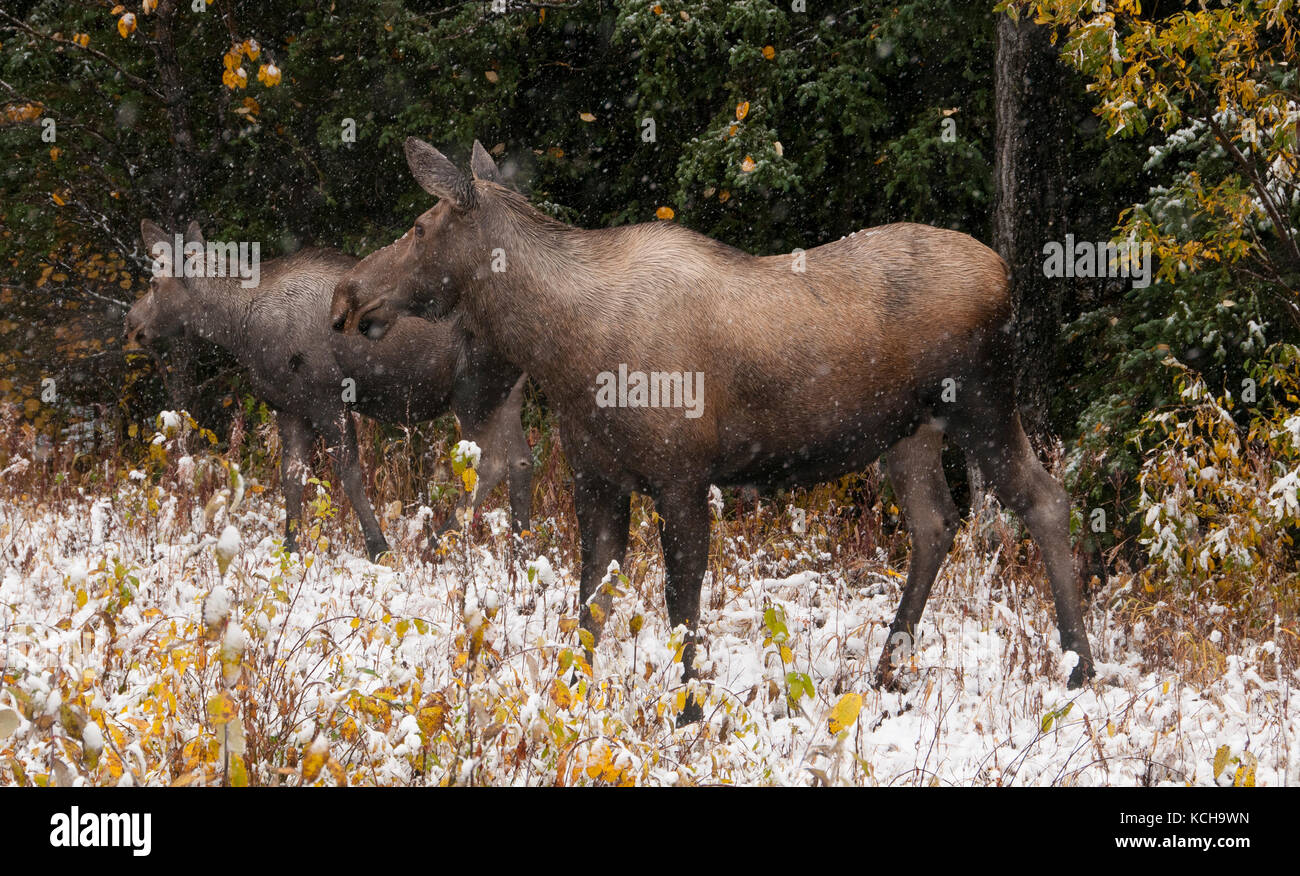 Elch Kuh und Kalb, stehend im Herbst Vegetation mit Erste Schnee beginnen zu fallen. (Alces alces). Alaska, Nordamerika. Stockfoto