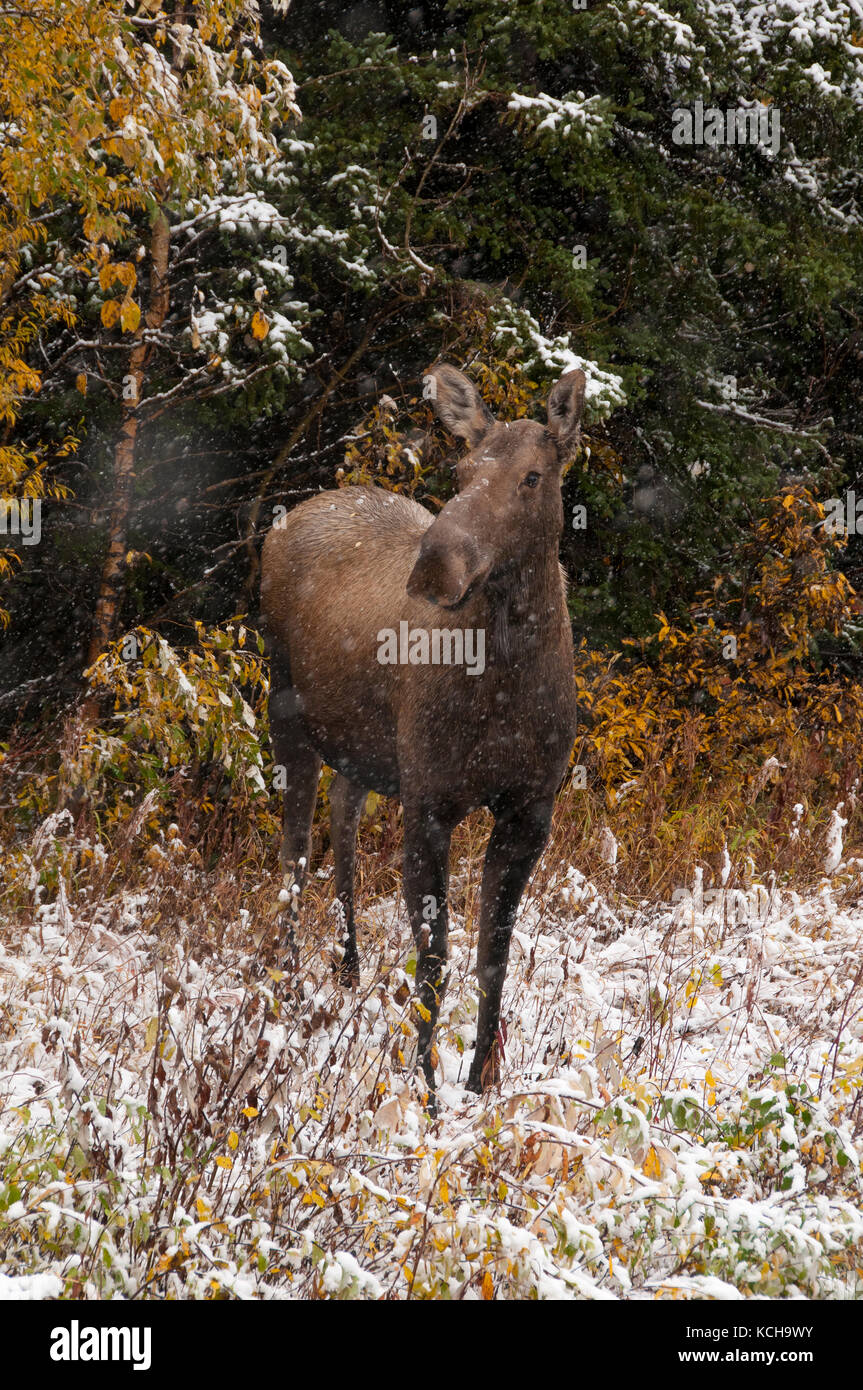Kuh Elche stehen im Herbst Vegetation mit Erste Schnee beginnen zu fallen. (Alces alces). Alaska, Nordamerika. Stockfoto
