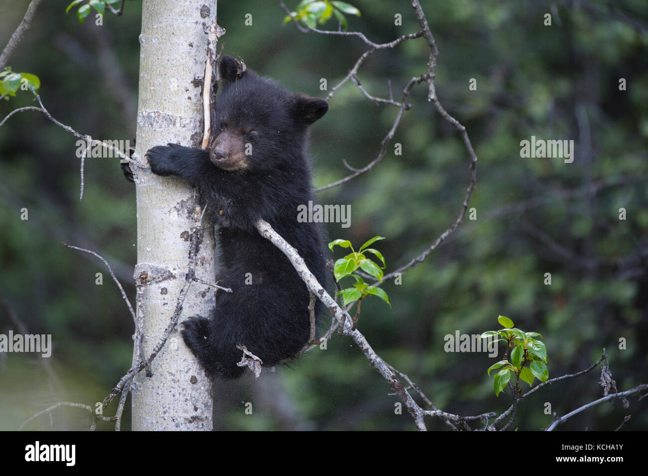 Schwarzer Bär, Ursus americanus Cub auf einen Baum Alberta, Kanada Stockfoto