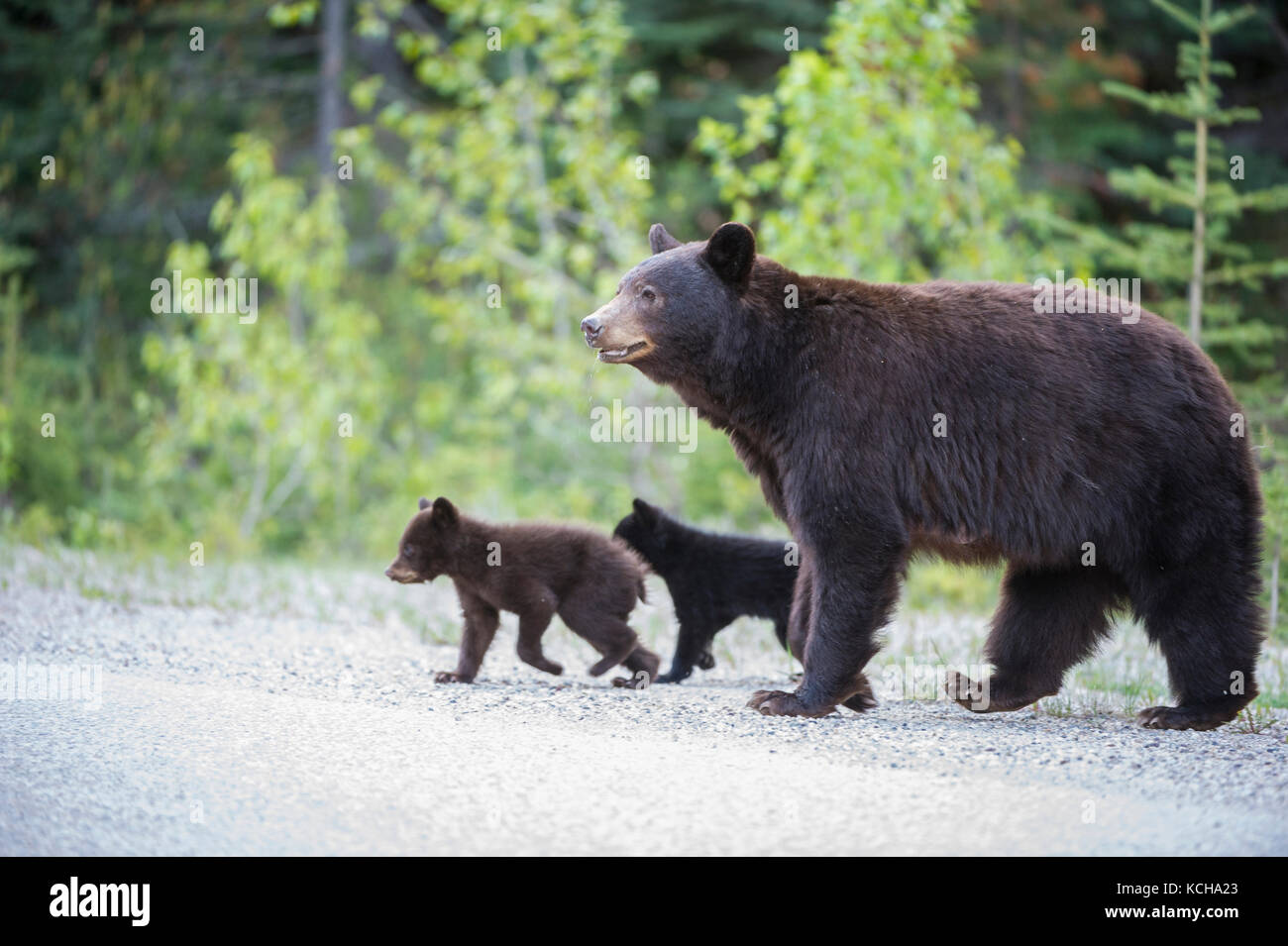 Schwarzer Bär, Ursus americanus, Mutter und Jungen eine Kreuzung in Alberta, Kanada Stockfoto