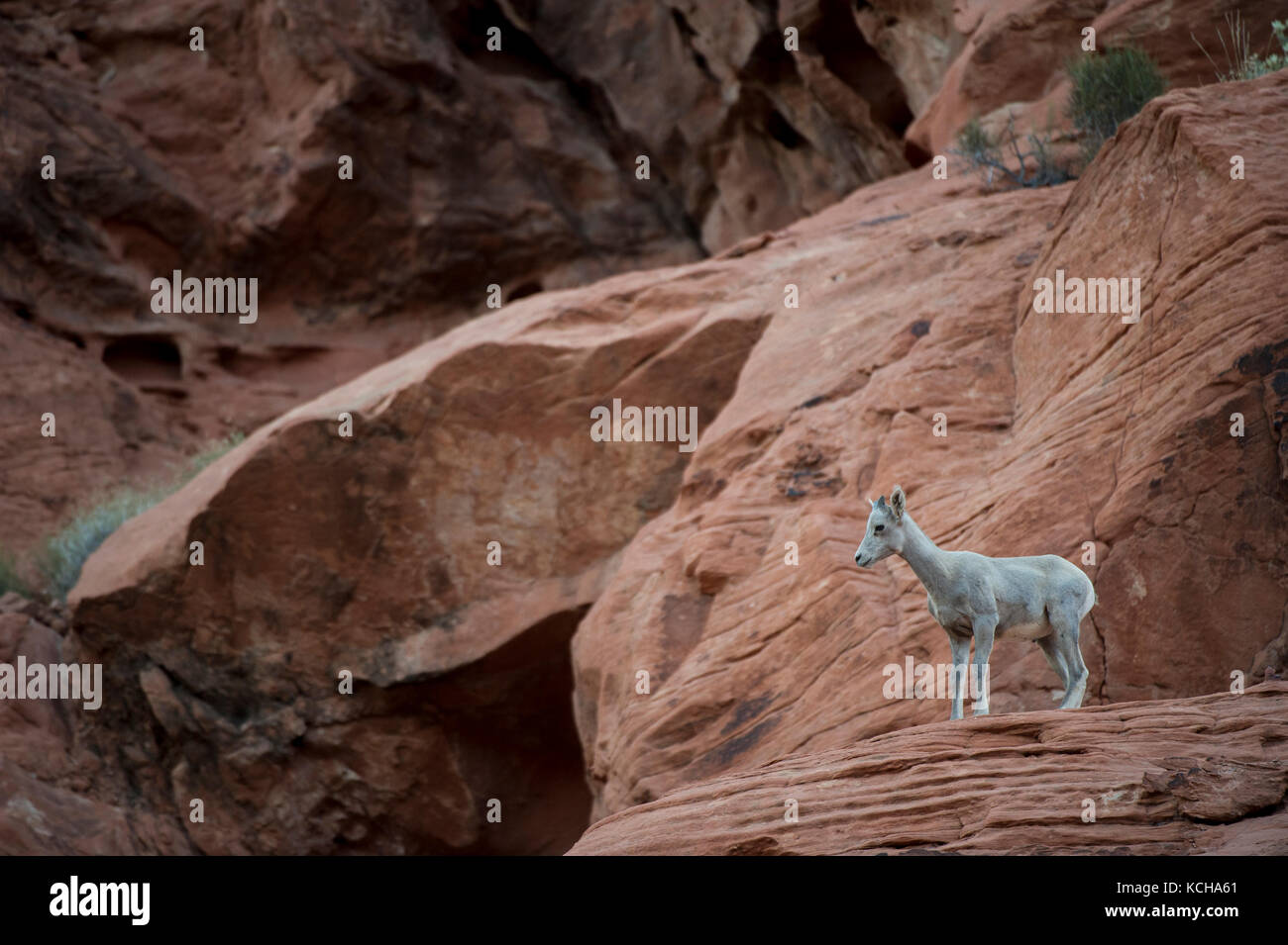 Desert Bighorn Schaf, Ovis canadensis nelsoni Barsch auf einer felsigen, Erntegut im südlichen Utah, USA Stockfoto