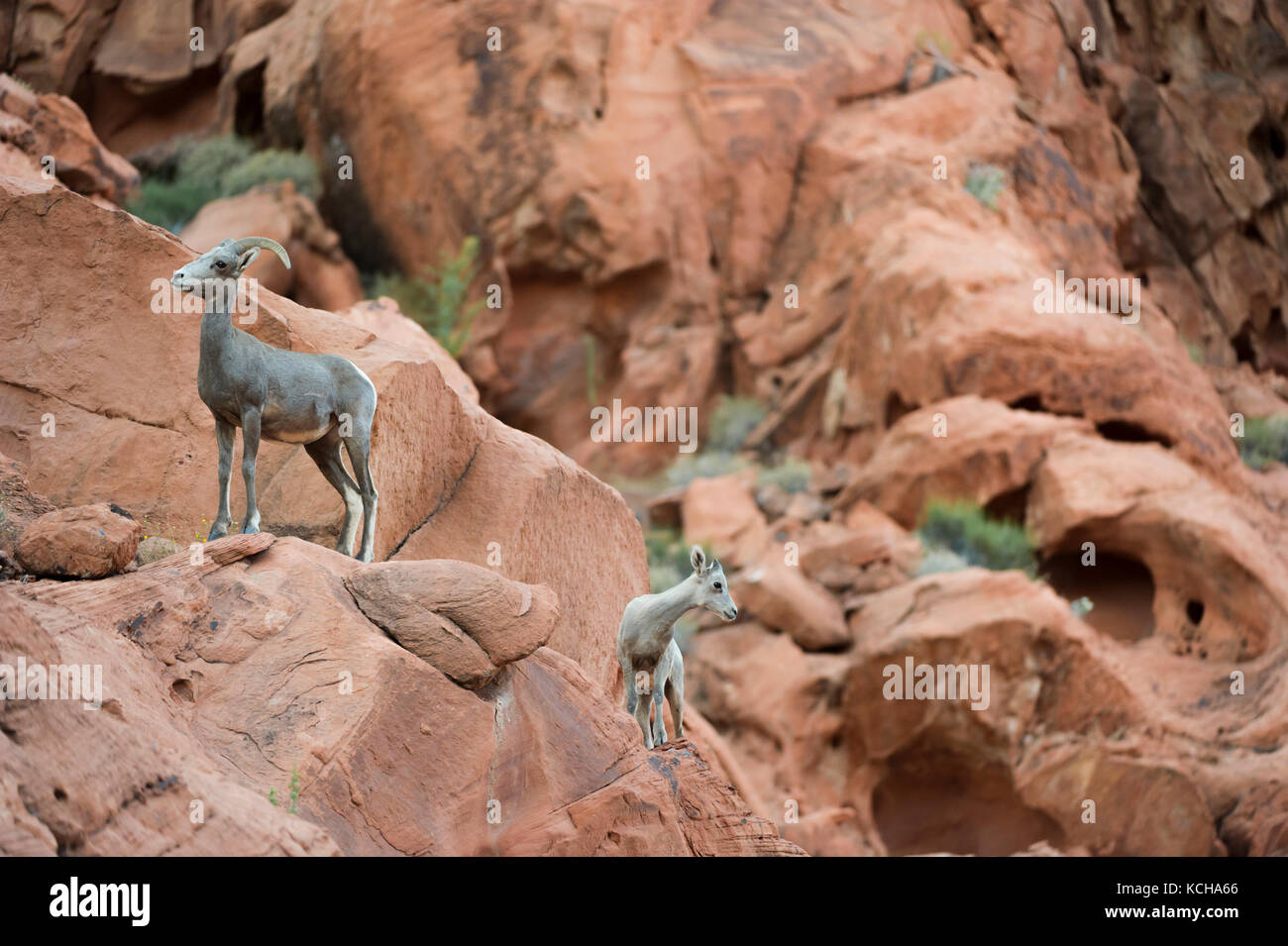 Desert Bighorn Schaf, Ovis canadensis nelsoni Barsch auf einer felsigen, Erntegut im südlichen Utah, USA Stockfoto