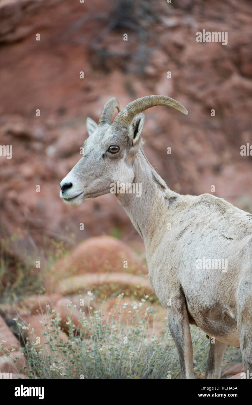 Desert Bighorn Schaf, Ovis canadensis nelsoni Barsch auf einer felsigen, Erntegut im südlichen Utah, USA Stockfoto