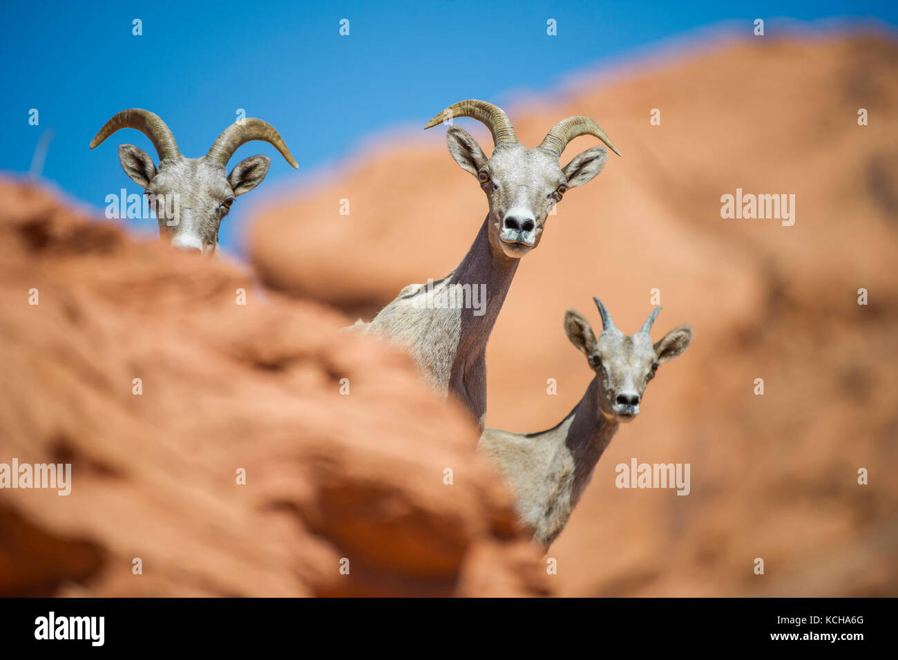 Desert Bighorn Schaf, Ovis canadensis nelsoni, im südlichen Utah, USA Stockfoto