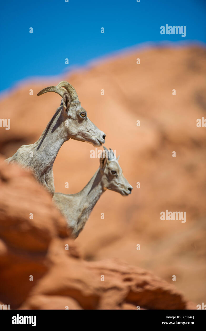 Desert Bighorn Schaf, Ovis canadensis nelsoni, im südlichen Utah, USA Stockfoto