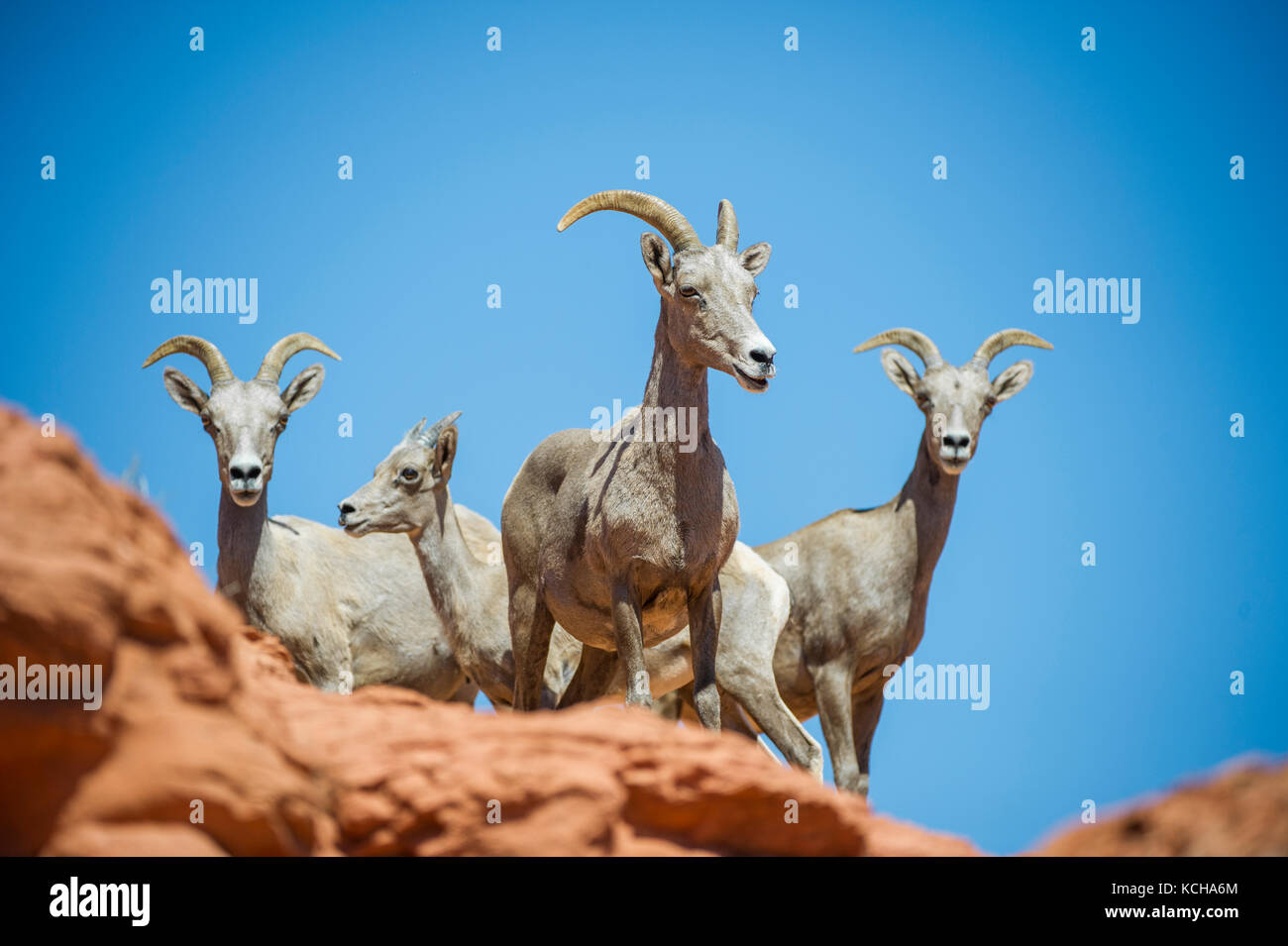 Desert Bighorn Schaf, Ovis canadensis nelsoni, im südlichen Utah, USA Stockfoto