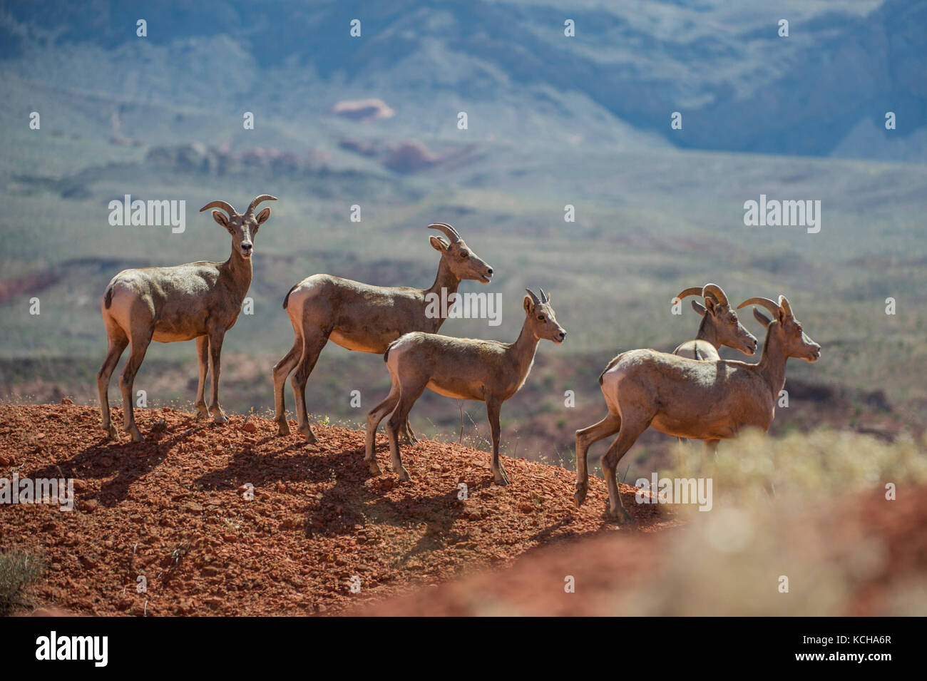 Desert Bighorn Schaf, Ovis canadensis nelsoni thront auf einem felsigen, Erntegut im südlichen Utah, USA Stockfoto