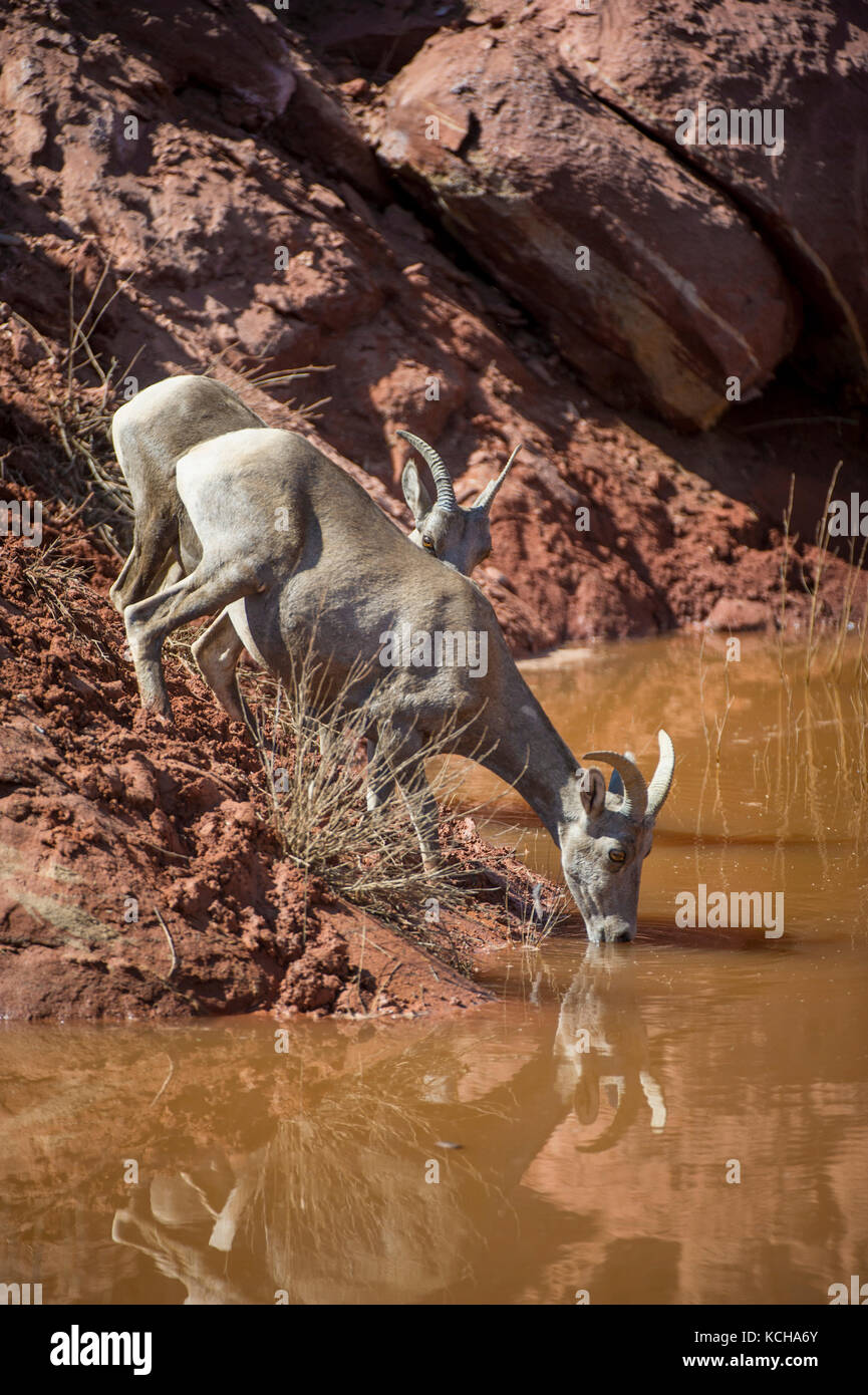 Desert Bighorn Schaf, Ovis canadensis nelsoni, trinken ein Teich im südlichen Utah, USA Stockfoto