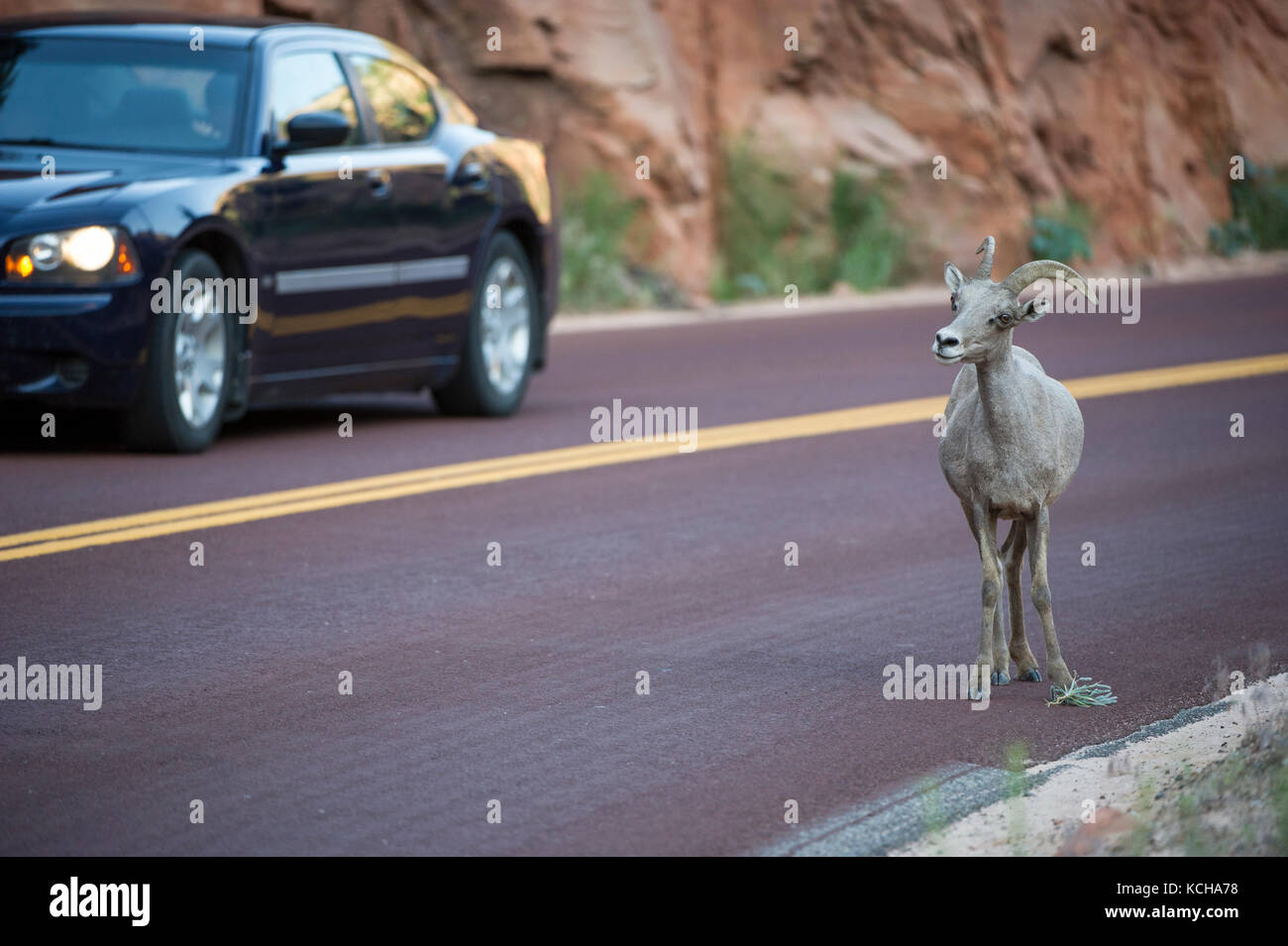 Desert Bighorn Schaf, Ovis canadensis nelsoni, im südlichen Utah, USA Stockfoto