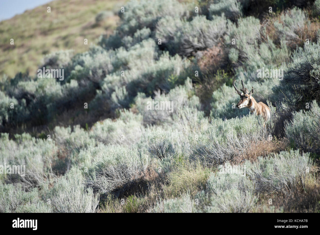 Pronghorn Antilope, Antilocapra americana, Central Utah, USA Stockfoto