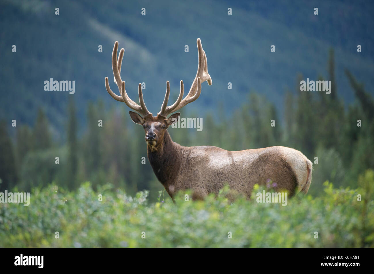 Rocky Mountain Elk, Cervus canadensis nelsoni, kanadische Rockies Stockfoto